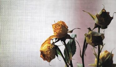 Bölünmüş bir ulus nasıl birleşir?