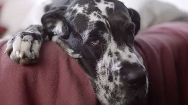 freshpetyenireklam-campaigntr