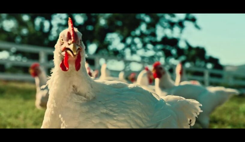 Foster Farms tavukları mangal partisine hazır-campaigntr