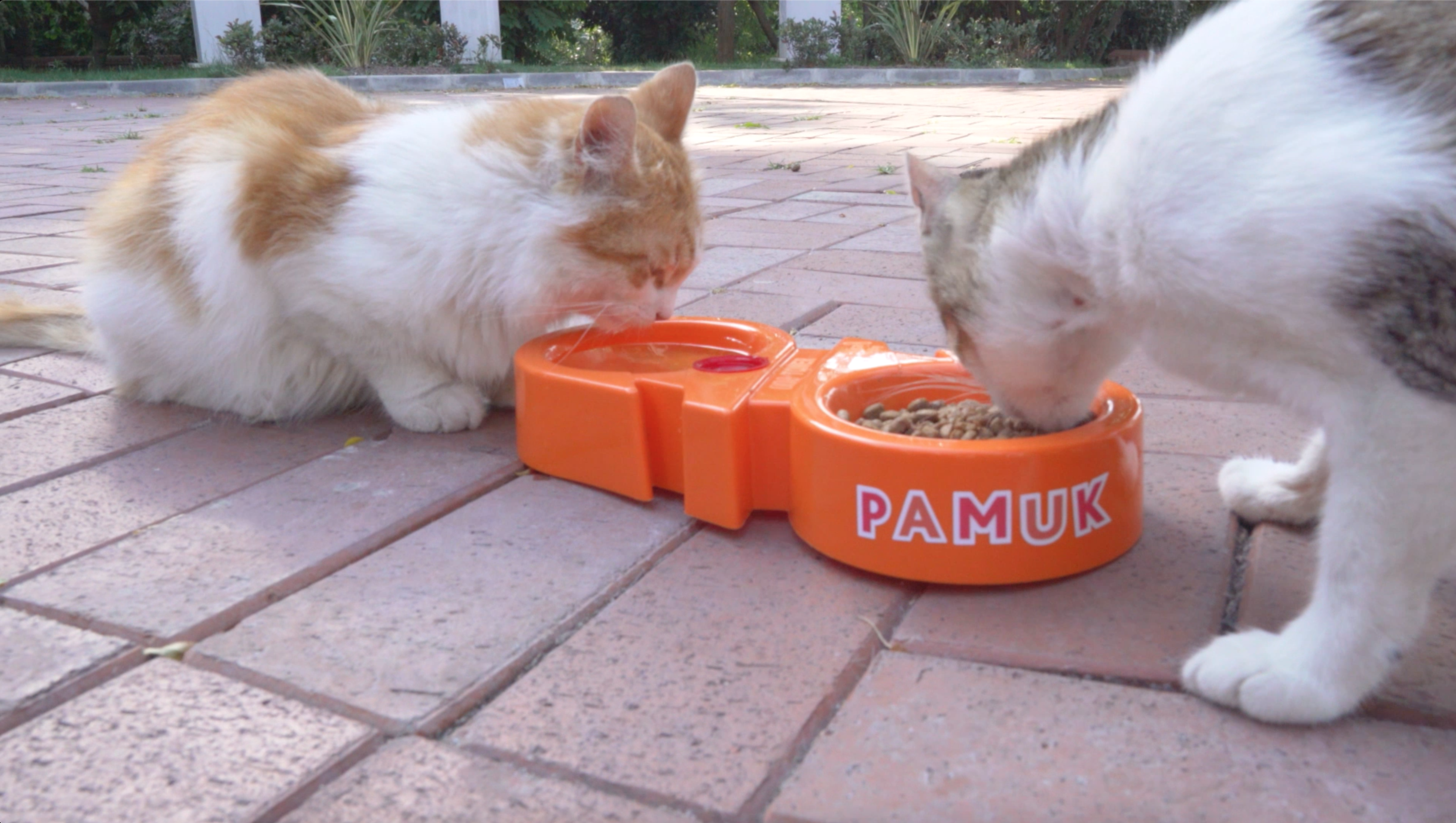 Albaraka hayvanseverleri isim koymaya çağırıyor-campaigntr