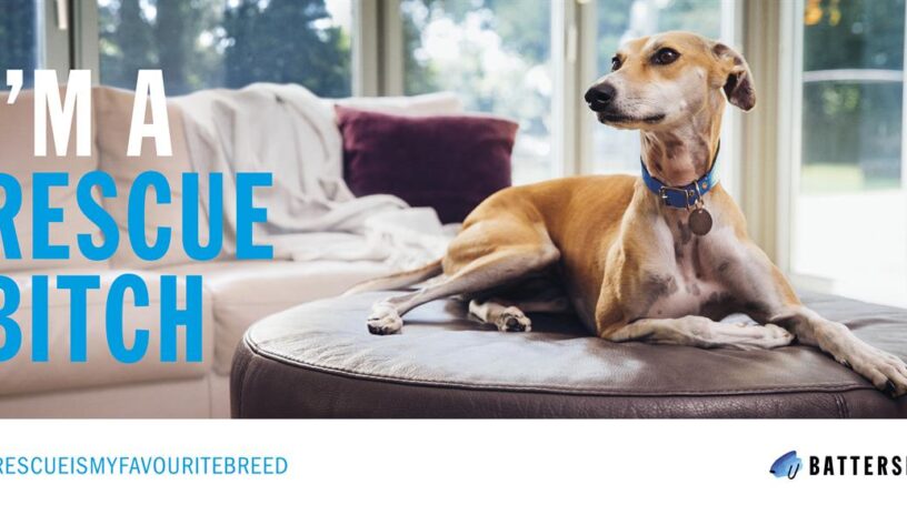 Battersea cins evcil hayvan sahibi olmak isteyenleri düşündürüyor-campaigntr